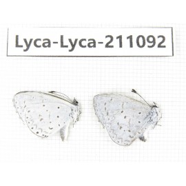 Lycanidae sp. China, Tibet, Motuo county, Beibeng. 2M. Lyca-Lyca-211092.