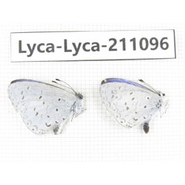 Lycanidae sp. China, Tibet, Motuo county, Beibeng. 2M. Lyca-Lyca-211096.