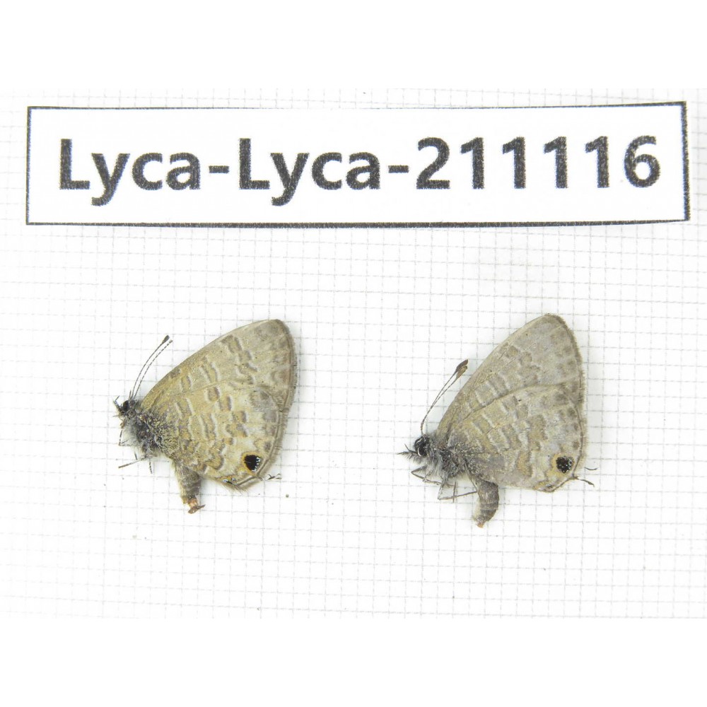 Lycanidae sp. China, Tibet, Motuo county, Beibeng. 2M. Lyca-Lyca-211116.