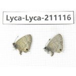 Lycanidae sp. China, Tibet, Motuo county, Beibeng. 2M. Lyca-Lyca-211116.
