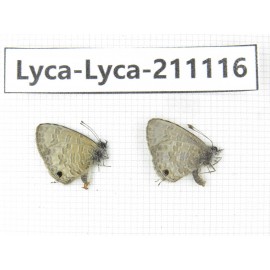 Lycanidae sp. China, Tibet, Motuo county, Beibeng. 2M. Lyca-Lyca-211116.