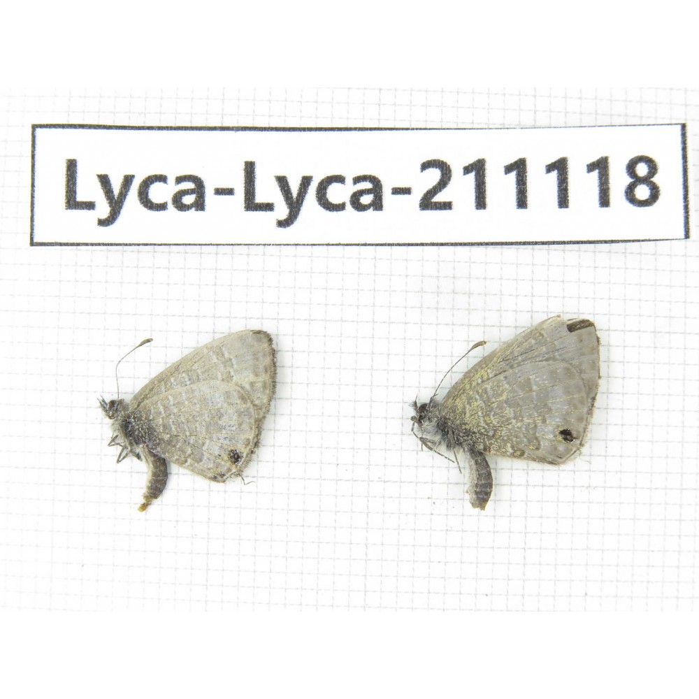 Lycanidae sp. China, Tibet, Motuo county, Beibeng. 2M. Lyca-Lyca-211118.