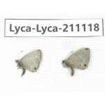 Lycanidae sp. China, Tibet, Motuo county, Beibeng. 2M. Lyca-Lyca-211118.
