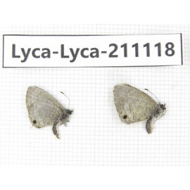 Lycanidae sp. China, Tibet, Motuo county, Beibeng. 2M. Lyca-Lyca-211118.