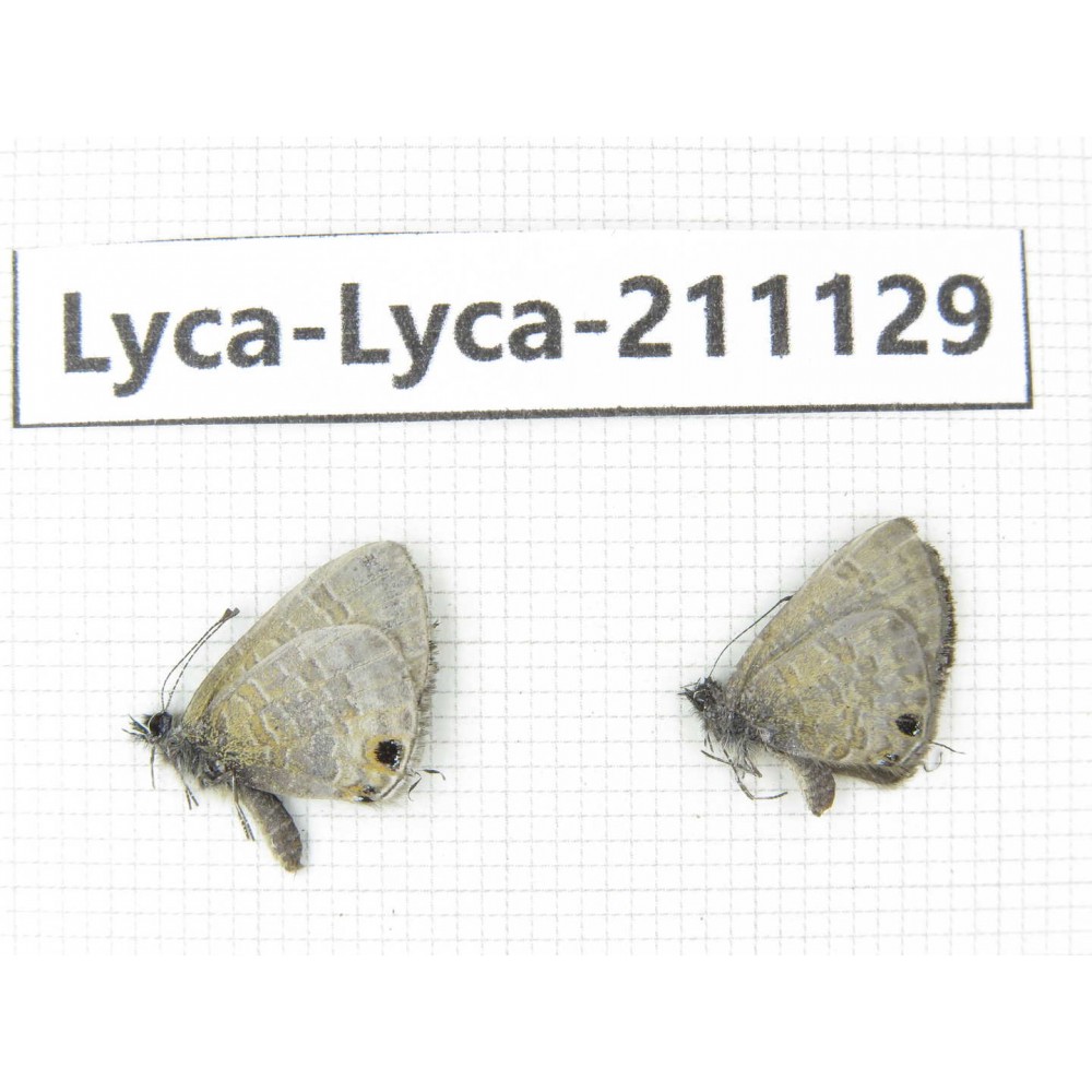 Lycanidae sp. China, Tibet, Motuo county, Beibeng. 1P. Lyca-Lyca-211129.