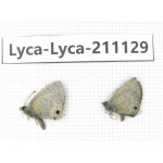 Lycanidae sp. China, Tibet, Motuo county, Beibeng. 1P. Lyca-Lyca-211129.