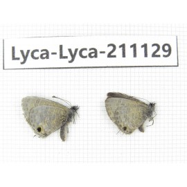 Lycanidae sp. China, Tibet, Motuo county, Beibeng. 1P. Lyca-Lyca-211129.