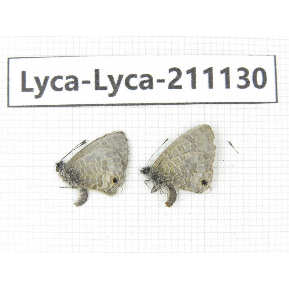 Lycanidae sp. China, Tibet, Motuo county, Beibeng. 2M. Lyca-Lyca-211130.