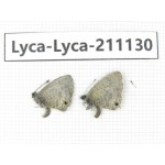 Lycanidae sp. China, Tibet, Motuo county, Beibeng. 2M. Lyca-Lyca-211130.