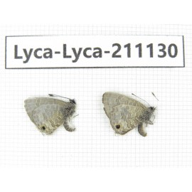 Lycanidae sp. China, Tibet, Motuo county, Beibeng. 2M. Lyca-Lyca-211130.