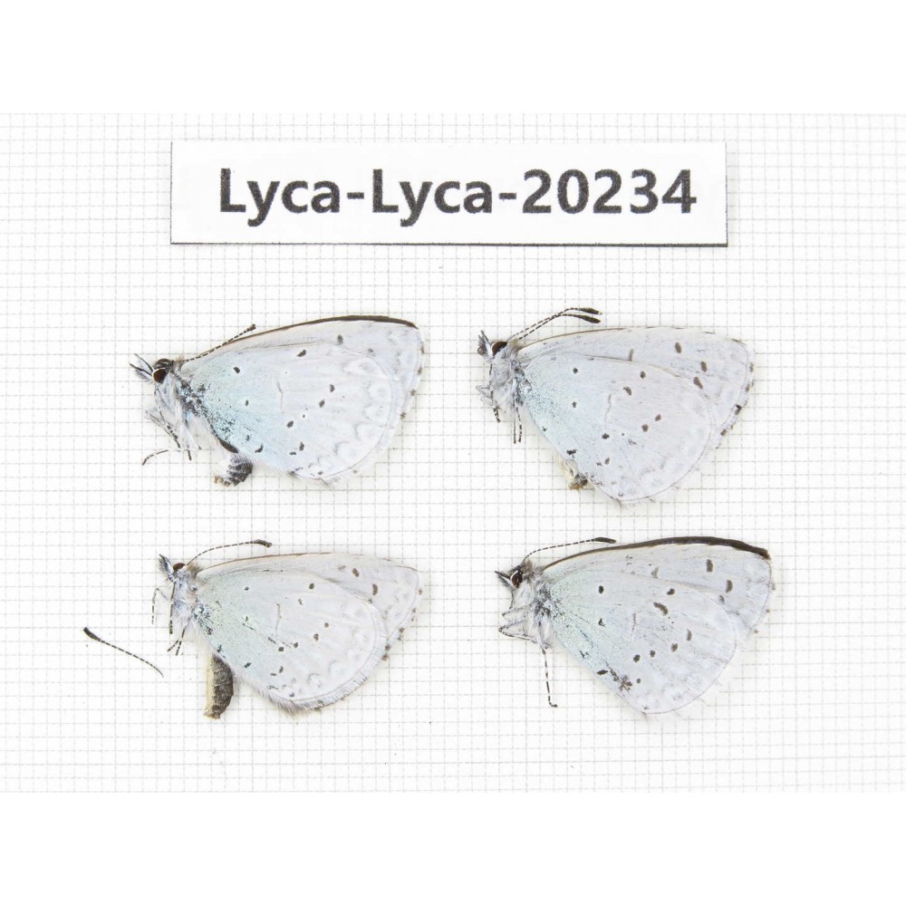 Celastrina sp. China, Tibet, Qamdo, N of Qamdo town. 4M. Lyca-Lyca-20234.