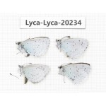 Celastrina sp. China, Tibet, Qamdo, N of Qamdo town. 4M. Lyca-Lyca-20234.