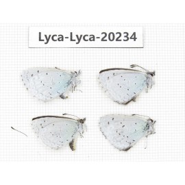 Celastrina sp. China, Tibet, Qamdo, N of Qamdo town. 4M. Lyca-Lyca-20234.