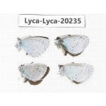 Celastrina sp. China, Tibet, Qamdo, N of Qamdo town. 4M. Lyca-Lyca-20235.