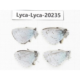 Celastrina sp. China, Tibet, Qamdo, N of Qamdo town. 4M. Lyca-Lyca-20235.