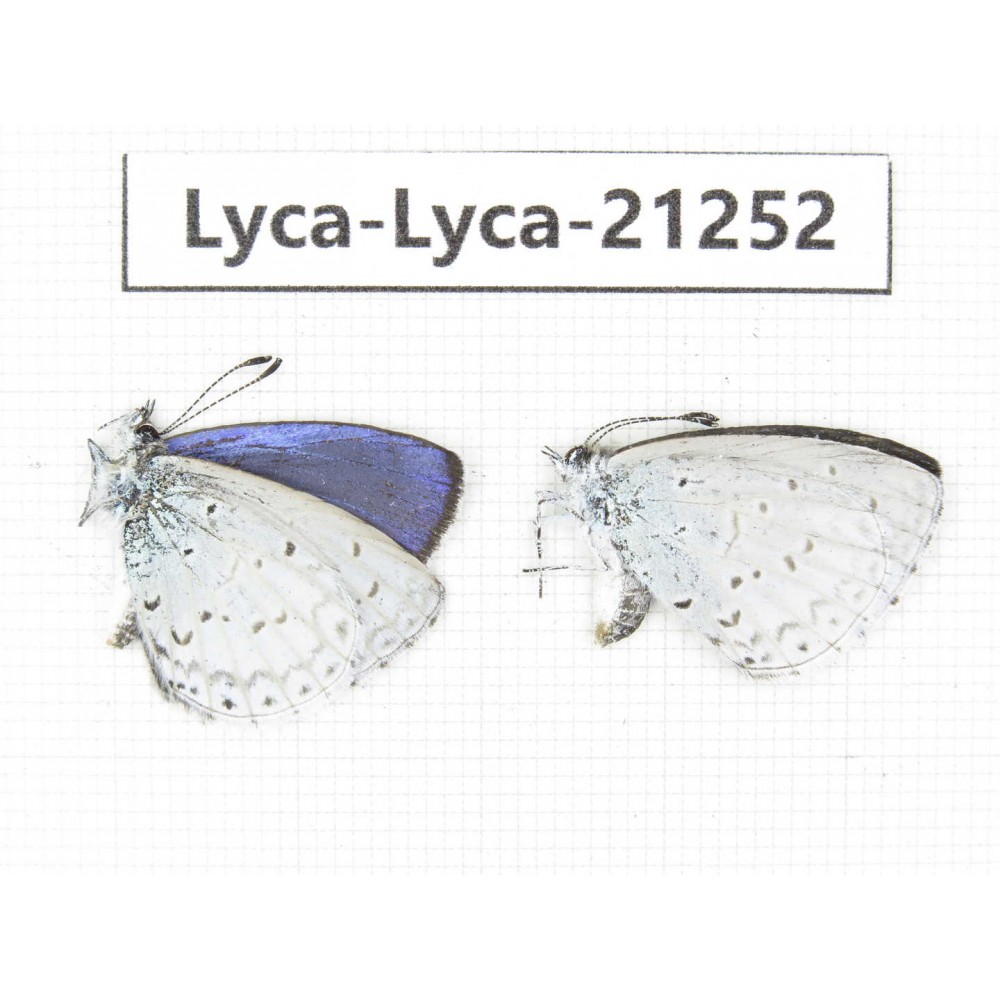 Celastrina sp. China, Yunnan, Dali, C of Mt.Cangshan. 2M. Lyca-Lyca-21252.