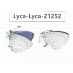 Celastrina sp. China, Yunnan, Dali, C of Mt.Cangshan. 2M. Lyca-Lyca-21252.