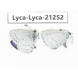 Celastrina sp. China, Yunnan, Dali, C of Mt.Cangshan. 2M. Lyca-Lyca-21252.