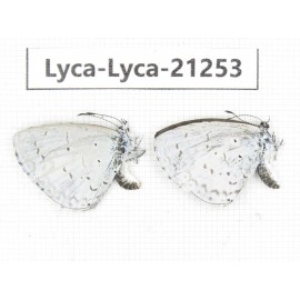Celastrina sp. China, Yunnan, Dali, C of Mt.Cangshan. 2M. Lyca-Lyca-21253.