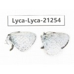 Celastrina sp. China, Yunnan, Dali, C of Mt.Cangshan. 2M. Lyca-Lyca-21254.