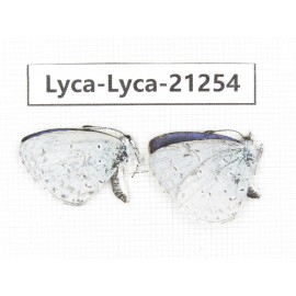 Celastrina sp. China, Yunnan, Dali, C of Mt.Cangshan. 2M. Lyca-Lyca-21254.