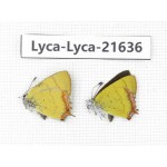 Heliophorus sp. China, Yunnan, Dali, C of Mt.Cangshan. 1P. Lyca-Lyca-21636.
