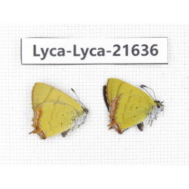 Heliophorus sp. China, Yunnan, Dali, C of Mt.Cangshan. 1P. Lyca-Lyca-21636.