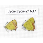 Heliophorus sp. China, Yunnan, Dali, C of Mt.Cangshan. 1P. Lyca-Lyca-21637.