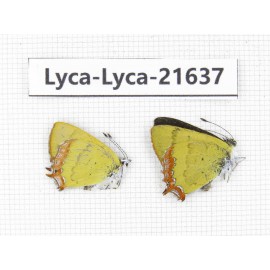 Heliophorus sp. China, Yunnan, Dali, C of Mt.Cangshan. 1P. Lyca-Lyca-21637.