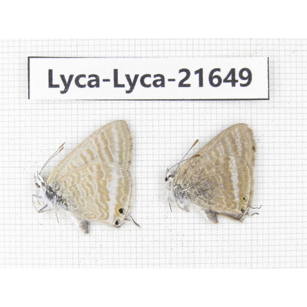 Lampides boeticus. China, Yunnan, Dali, C of Mt.Cangshan. 2M. Lyca-Lyca-21649.