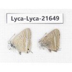 Lampides boeticus. China, Yunnan, Dali, C of Mt.Cangshan. 2M. Lyca-Lyca-21649.