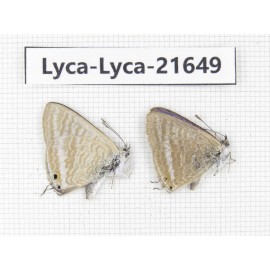 Lampides boeticus. China, Yunnan, Dali, C of Mt.Cangshan. 2M. Lyca-Lyca-21649.