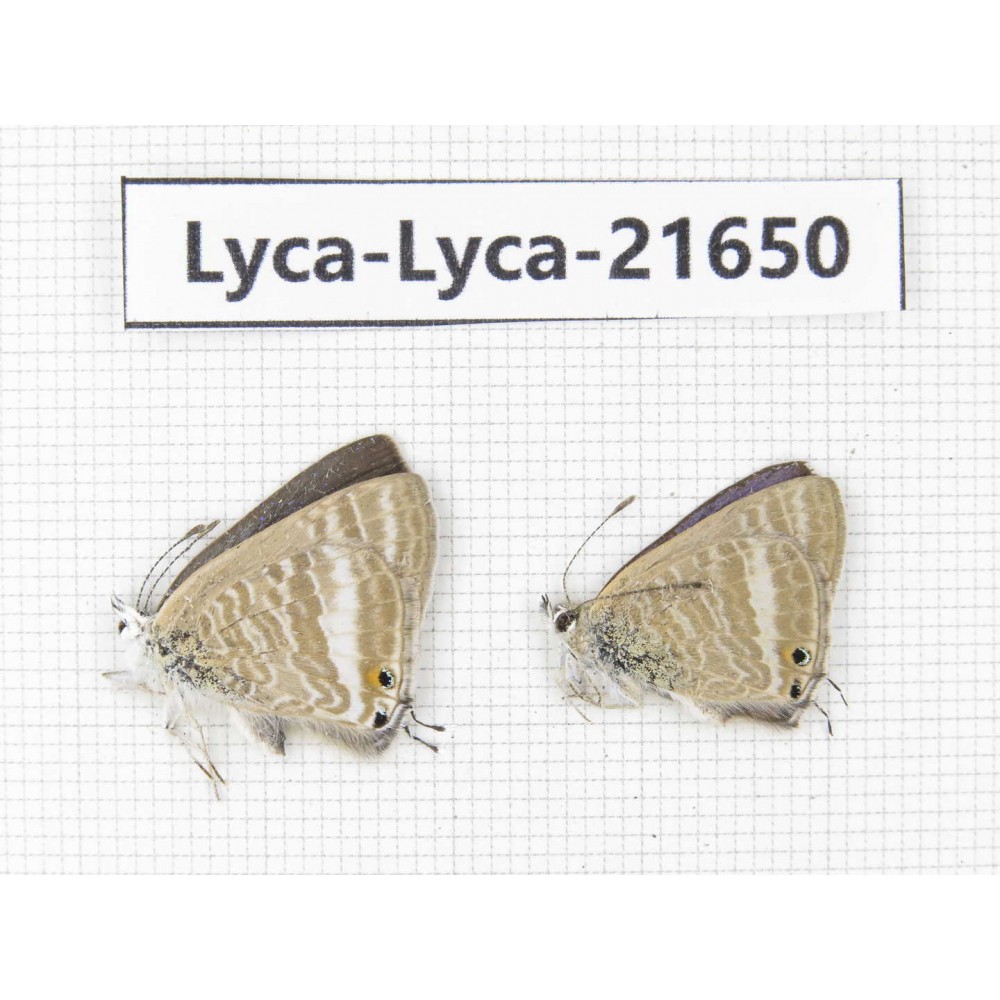 Lampides boeticus. China, Yunnan, Dali, C of Mt.Cangshan. 2M. Lyca-Lyca-21650.