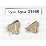 Lampides boeticus. China, Yunnan, Dali, C of Mt.Cangshan. 2M. Lyca-Lyca-21650.