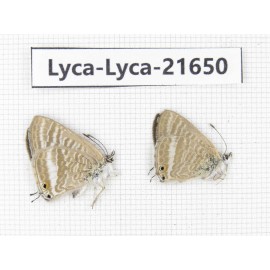 Lampides boeticus. China, Yunnan, Dali, C of Mt.Cangshan. 2M. Lyca-Lyca-21650.