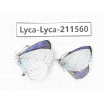 Celastrina sp. China, Yunnan, Dali, Fengyi town. 2M. Lyca-Lyca-211560.