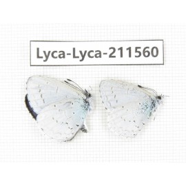 Celastrina sp. China, Yunnan, Dali, Fengyi town. 2M. Lyca-Lyca-211560.