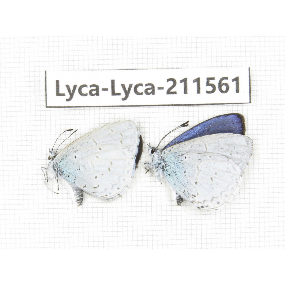 Celastrina sp. China, Yunnan, Dali, Fengyi town. 2M. Lyca-Lyca-211561.