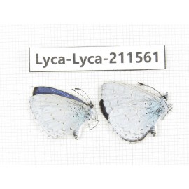 Celastrina sp. China, Yunnan, Dali, Fengyi town. 2M. Lyca-Lyca-211561.