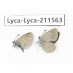 Zizina emelina. China, Yunnan, Dali, Fengyi town. 2M. Lyca-Lyca-211563.