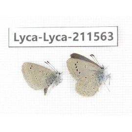 Zizina emelina. China, Yunnan, Dali, Fengyi town. 2M. Lyca-Lyca-211563.