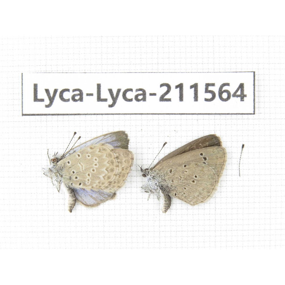 Zizina emelina. China, Yunnan, Dali, Fengyi town. 2M. Lyca-Lyca-211564.