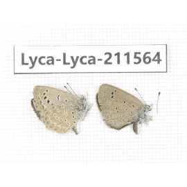 Zizina emelina. China, Yunnan, Dali, Fengyi town. 2M. Lyca-Lyca-211564.