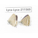 Lampides boeticus. China, Yunnan, Dali, Fengyi town. 2M. Lyca-Lyca-211569.