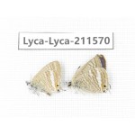 Lampides boeticus. China, Yunnan, Dali, Fengyi town. 2M. Lyca-Lyca-211570.