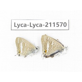 Lampides boeticus. China, Yunnan, Dali, Fengyi town. 2M. Lyca-Lyca-211570.