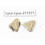 Lampides boeticus. China, Yunnan, Dali, Fengyi town. 2M. Lyca-Lyca-211571.