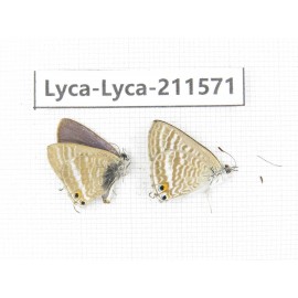 Lampides boeticus. China, Yunnan, Dali, Fengyi town. 2M. Lyca-Lyca-211571.