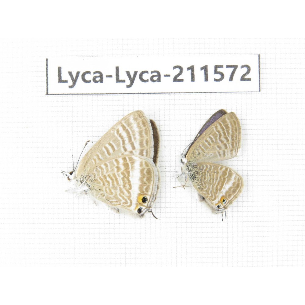 Lampides boeticus. China, Yunnan, Dali, Fengyi town. 2M. Lyca-Lyca-211572.