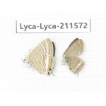 Lampides boeticus. China, Yunnan, Dali, Fengyi town. 2M. Lyca-Lyca-211572.